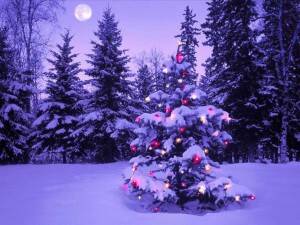 Sapin-de-noel-300x225 Sapin-de-noel-300x225