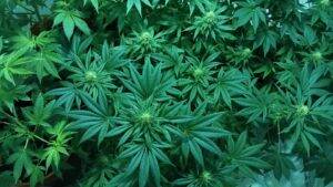 Cannabis-extérieur-300x169 Cannabis-extérieur-300x169