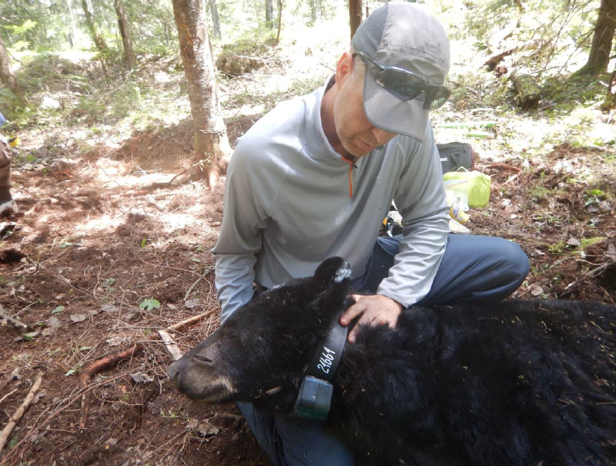 Projet-pilote-chasse-a-lours-du-MFFP Projet-pilote-chasse-a-lours-du-MFFP