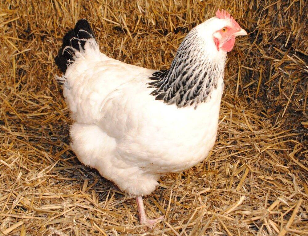 poule poule