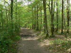 Foret-300x225