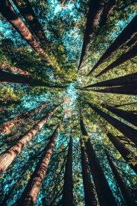 foret-canopée