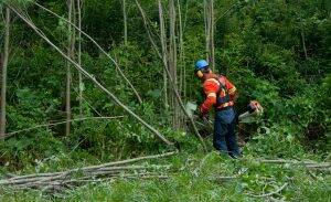 Elagage-Hydro-Quebec-300x183 Elagage-Hydro-Quebec-300x183