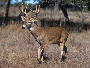 chevreuil-big-buck-300x228 chevreuil-big-buck-300x228