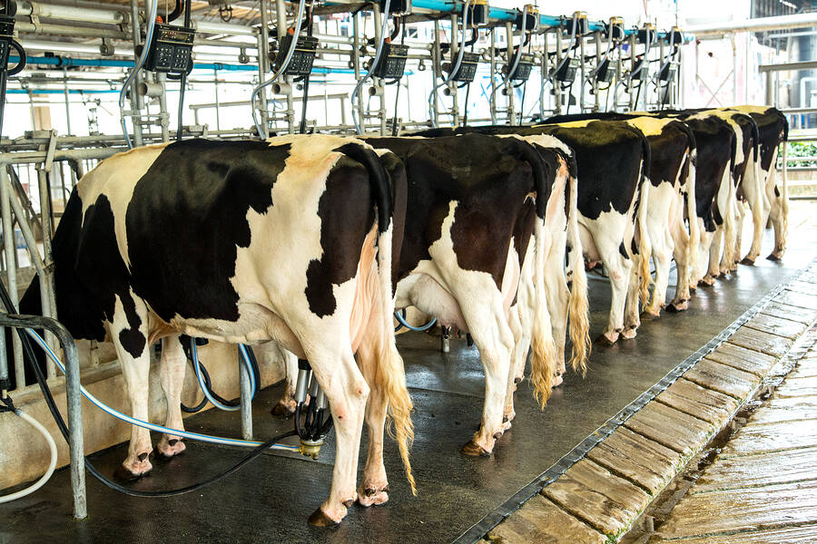 vache-à-lait vache-à-lait
