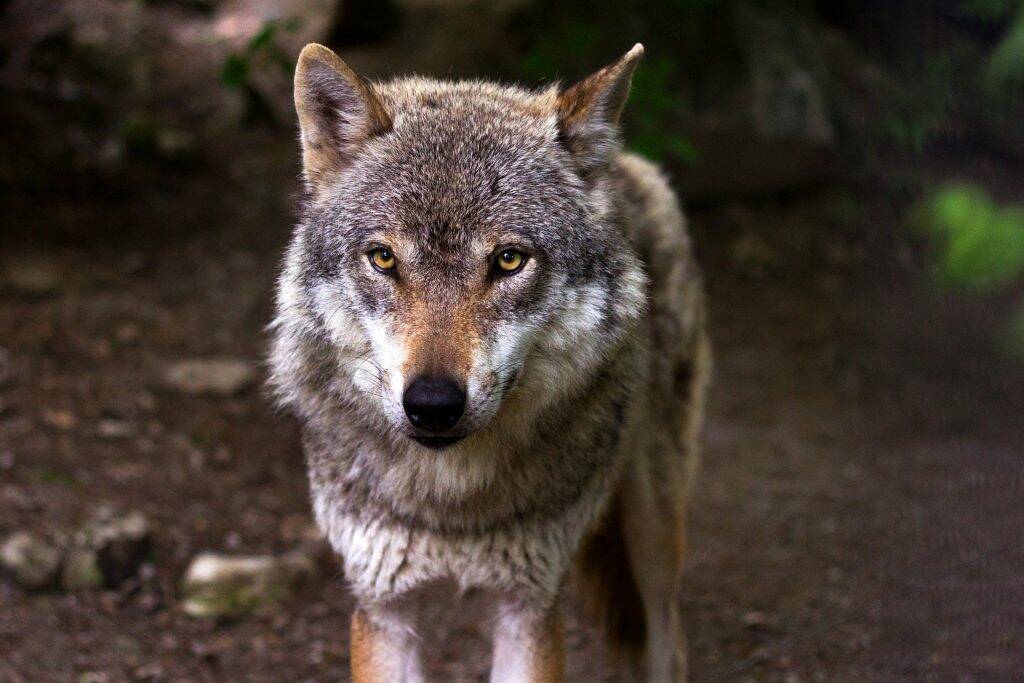 wolf-635063_1920-1024x683 wolf-635063_1920-1024x683