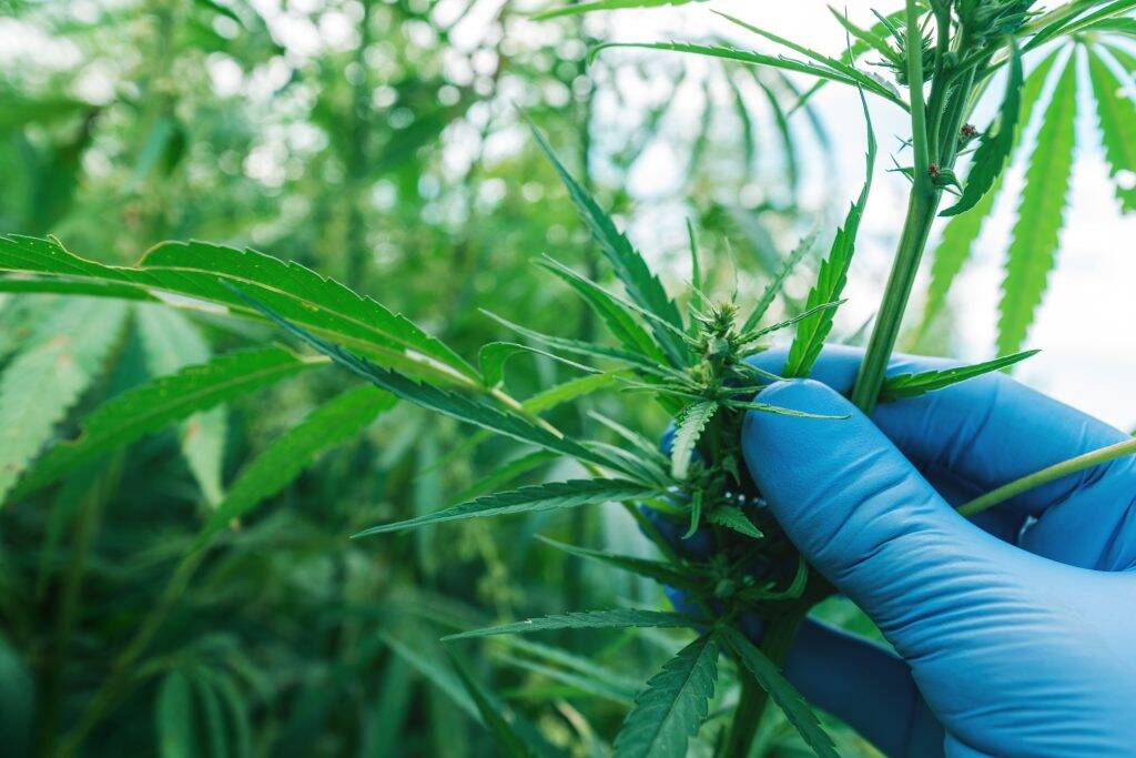 Cannabis-2-1024x683 Cannabis-2-1024x683
