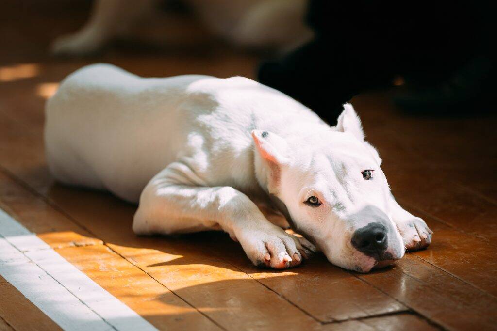 Chien-2-1024x683 Chien-2-1024x683
