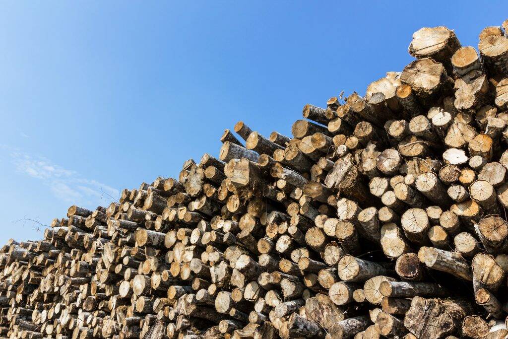 forest-pine-trees-log-trunks-felled-by-the-TEXCGHQ-1024x683 forest-pine-trees-log-trunks-felled-by-the-TEXCGHQ-1024x683