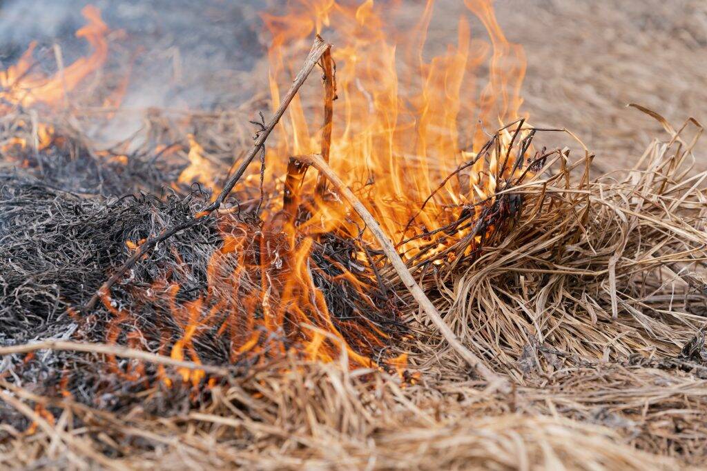 dry-grass-burning-in-meadow-at-springtime-fire-and-8HDGJQ6-1024x683 dry-grass-burning-in-meadow-at-springtime-fire-and-8HDGJQ6-1024x683