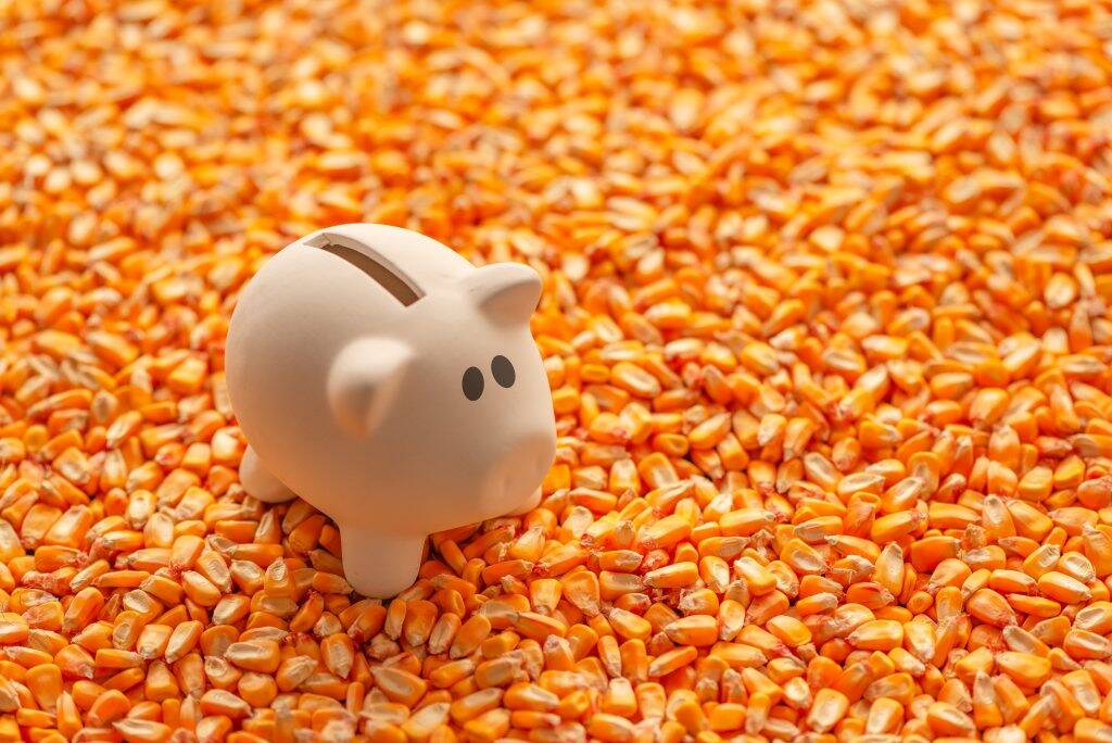 piggy-bank-on-pile-of-harvested-corn-seed-NTJQ3Z9-1024x684 piggy-bank-on-pile-of-harvested-corn-seed-NTJQ3Z9-1024x684