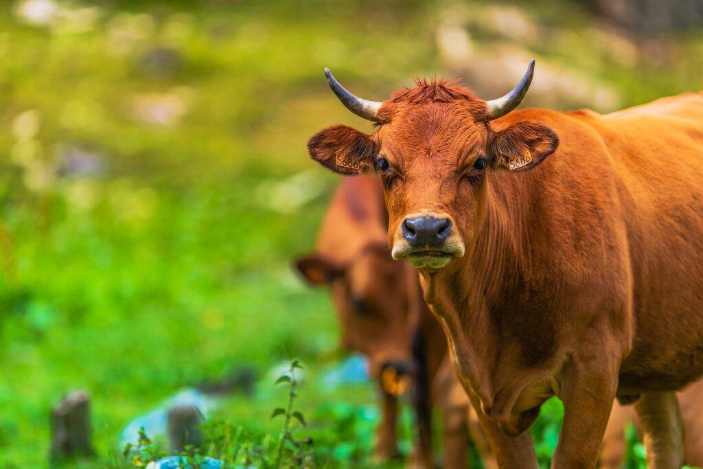 boeuf-1024x683 boeuf-1024x683