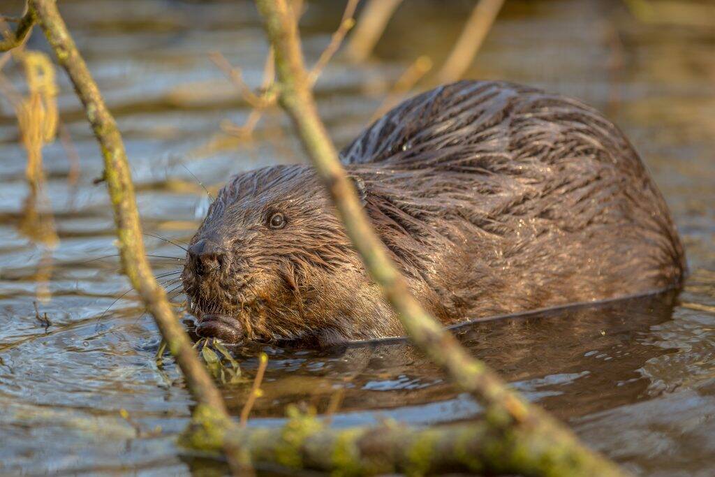 eurasian-beaver-in-water-peeking-through-branches-PY4CT9F-1024x683 eurasian-beaver-in-water-peeking-through-branches-PY4CT9F-1024x683