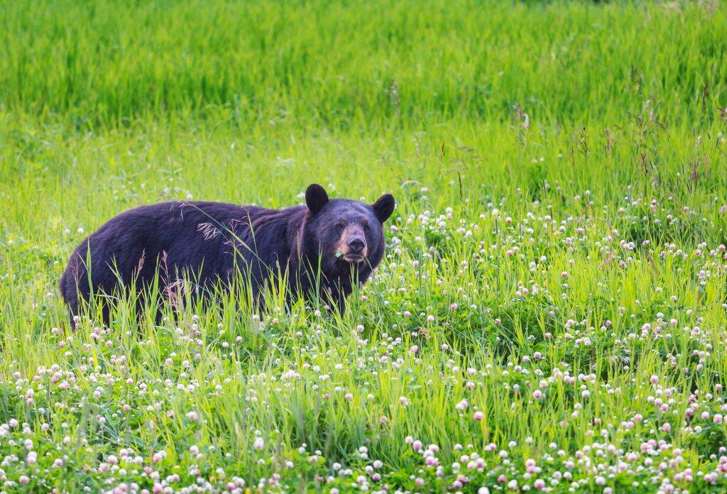 ours noir