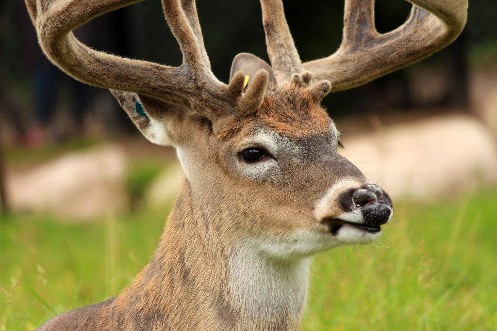 whitetail-deer-4424655_1920-1024x683 whitetail-deer-4424655_1920-1024x683