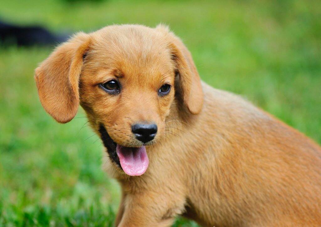 Chien-3-1024x724 Chien-3-1024x724