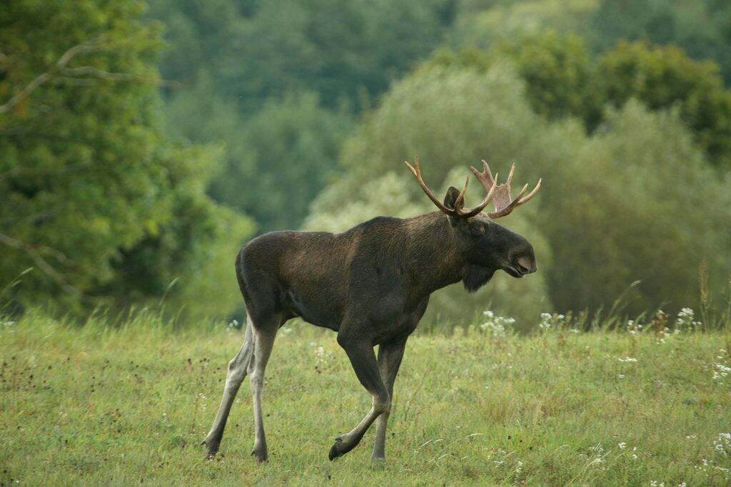 buul-moose-alces-alces-KY7EJGB-1024x683 buul-moose-alces-alces-KY7EJGB-1024x683