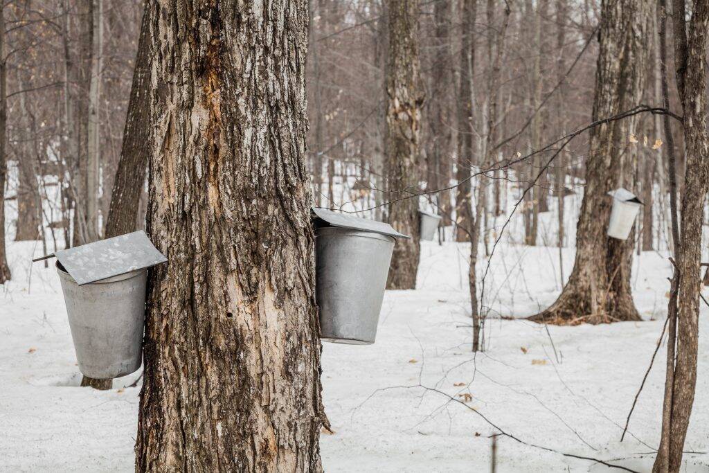 forest-of-maple-sap-buckets-on-trees-P6R36Z4-1024x683 forest-of-maple-sap-buckets-on-trees-P6R36Z4-1024x683