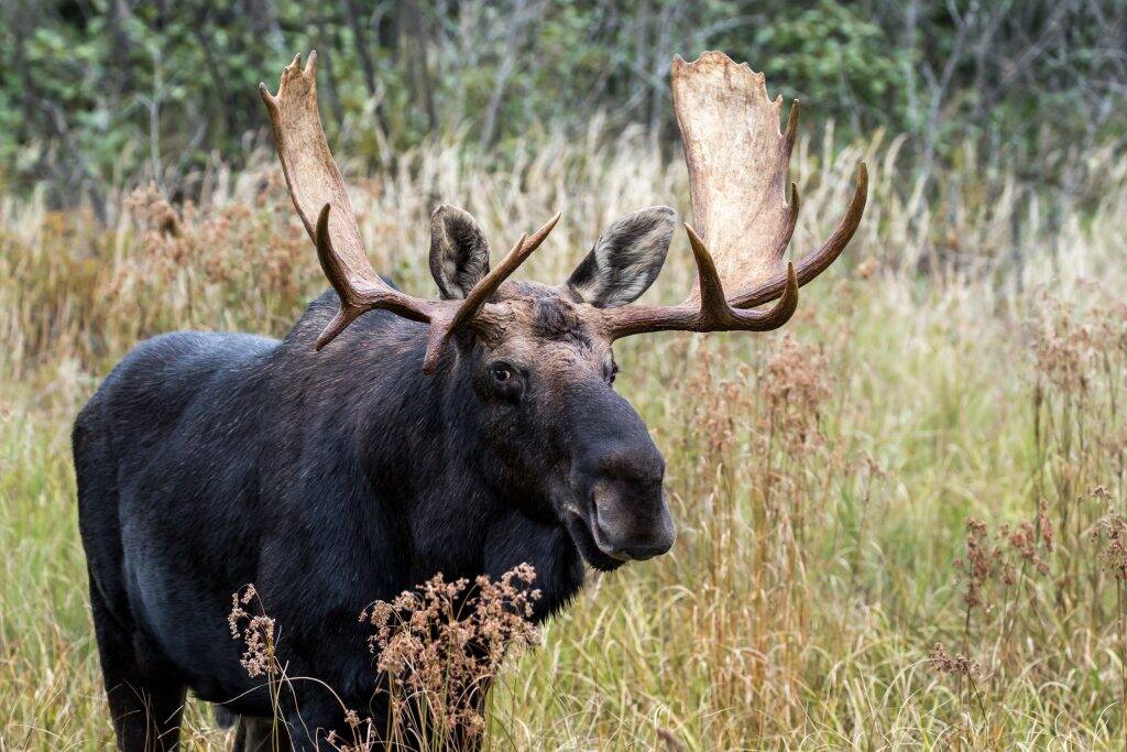 moose-alces-alces-male-bull-grazing-in-the-grass-a-P76A55T-1024x683 moose-alces-alces-male-bull-grazing-in-the-grass-a-P76A55T-1024x683