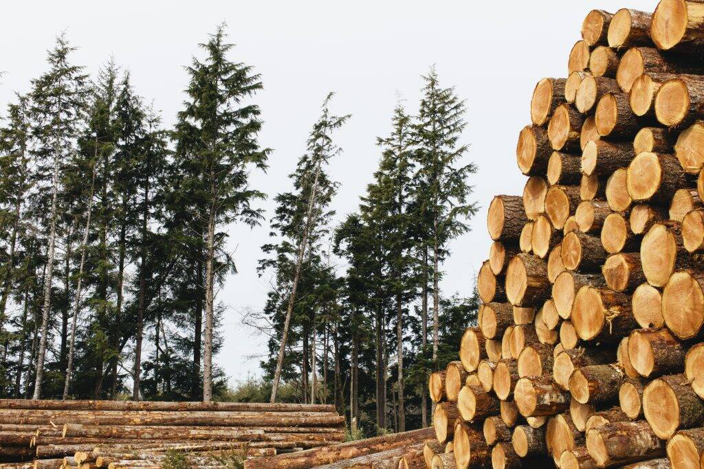 stacked-logs-freshly-logged-spruce-hemlock-and-fir-M3YY8EJ-1024x683 stacked-logs-freshly-logged-spruce-hemlock-and-fir-M3YY8EJ-1024x683