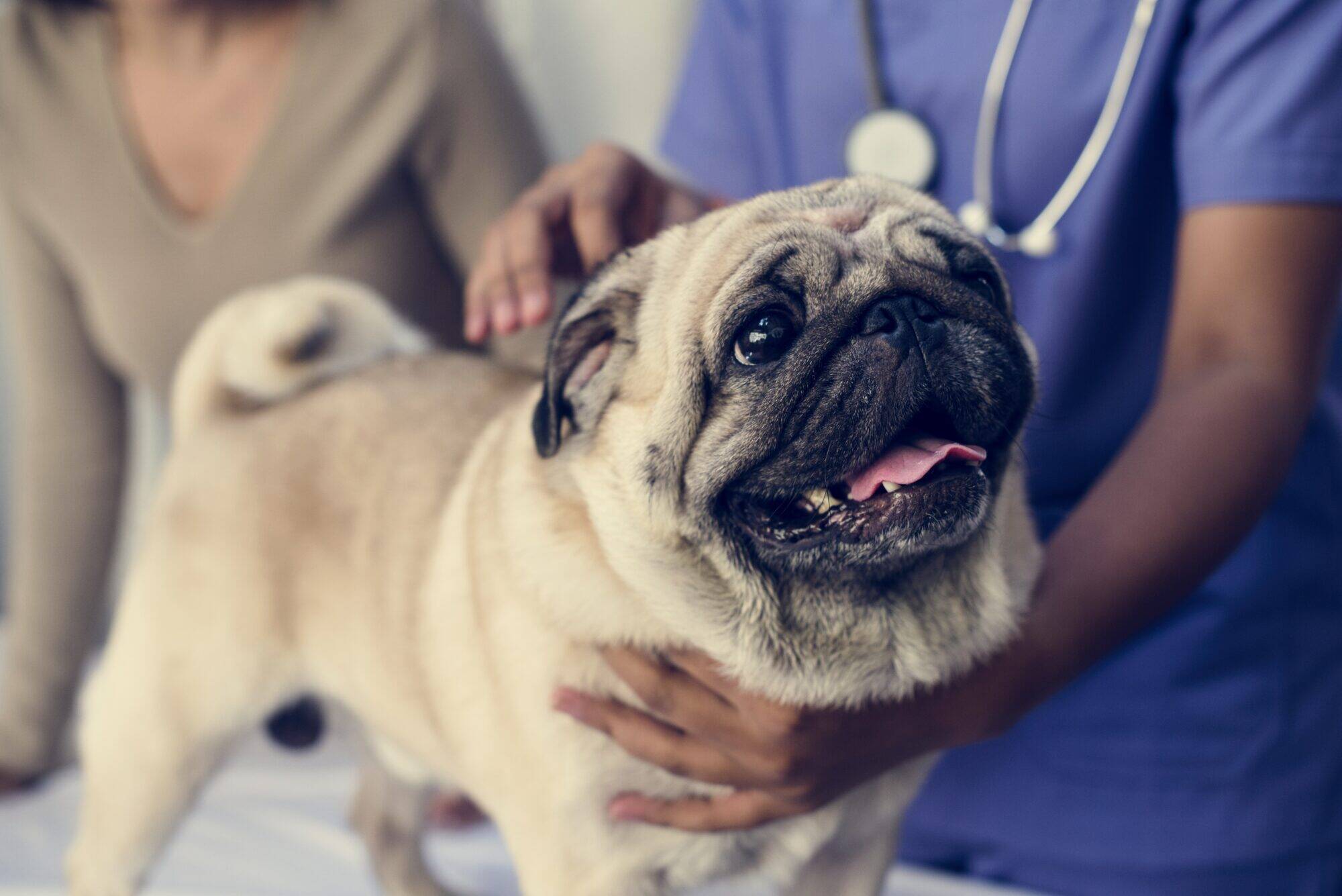 Chien chez le vétérinaire Chien chez le vétérinaire