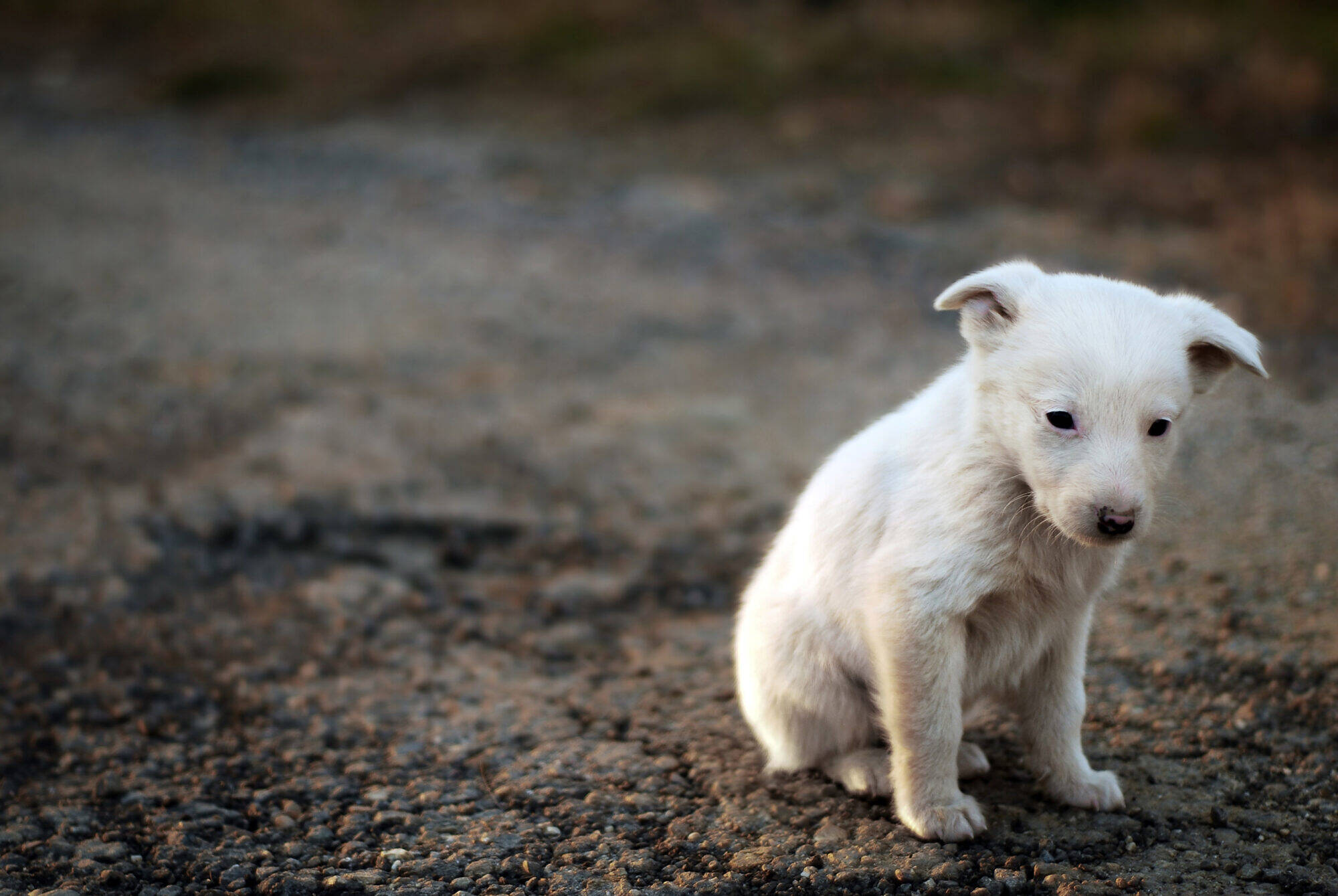 Chien Chien