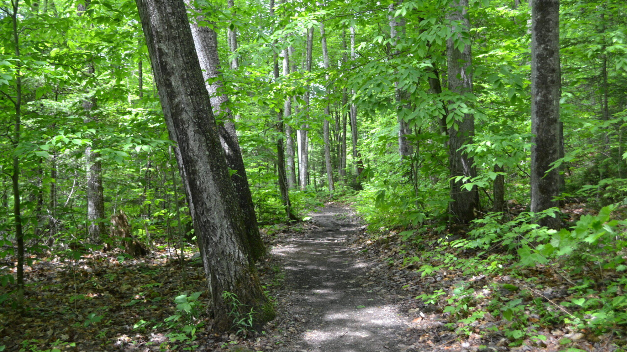 Sentier - Denholm