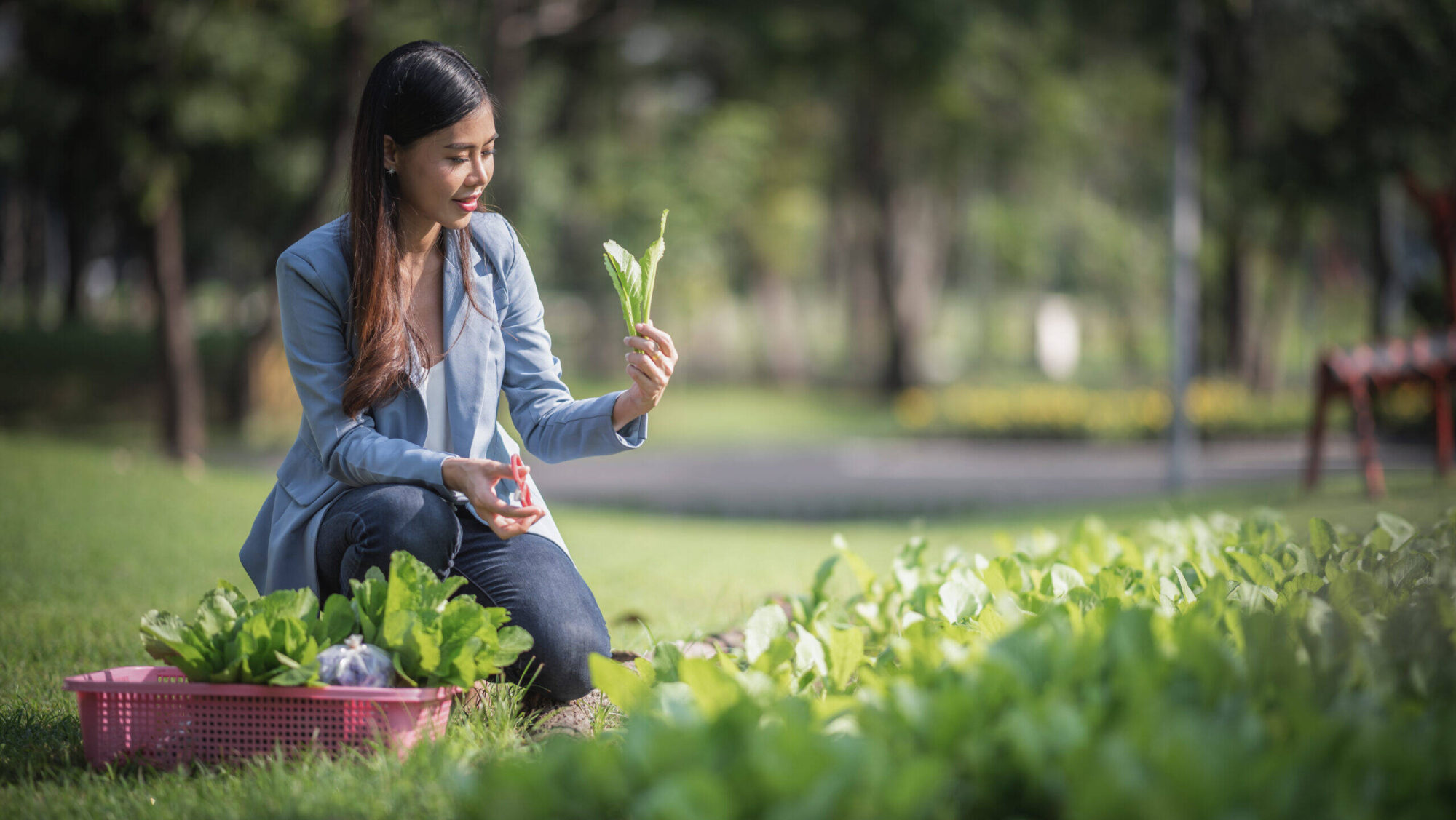 Travail agricole  jardin communautaire légume