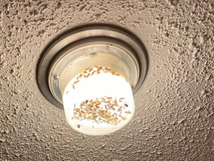 18 principal Bouchette - 03