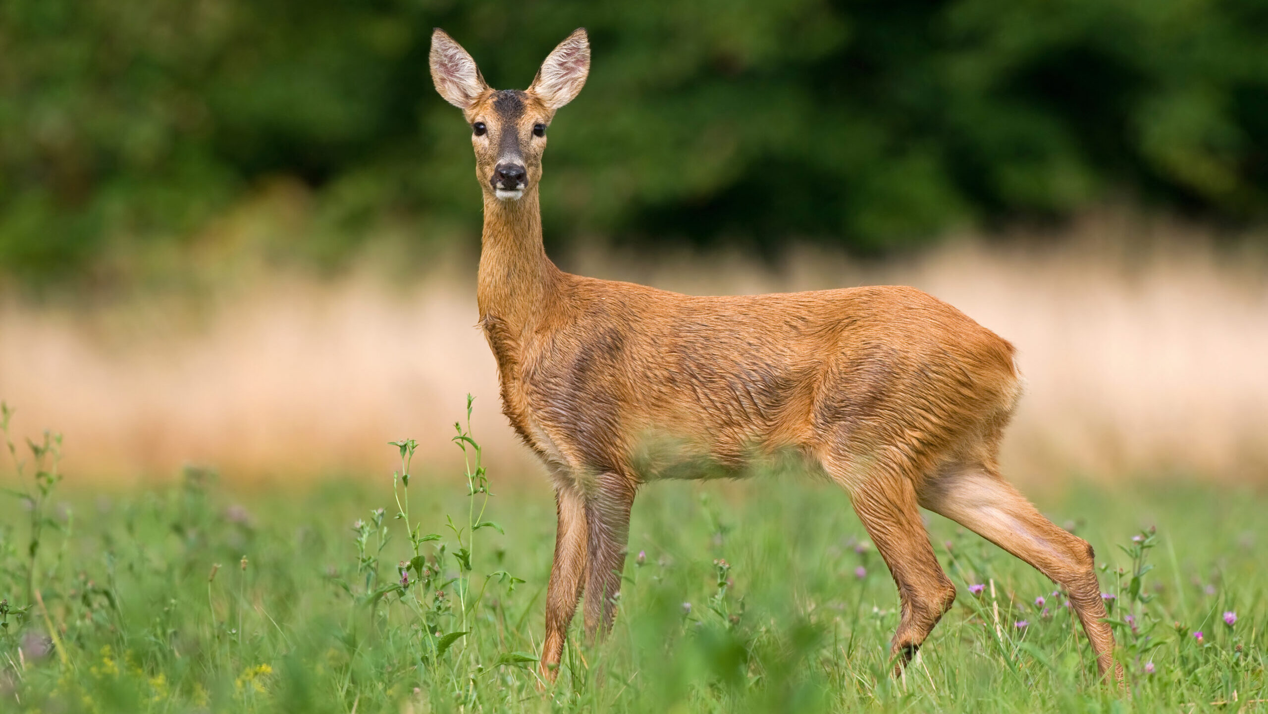 Carte de sons de cerfs de Virginie #2 main image 1