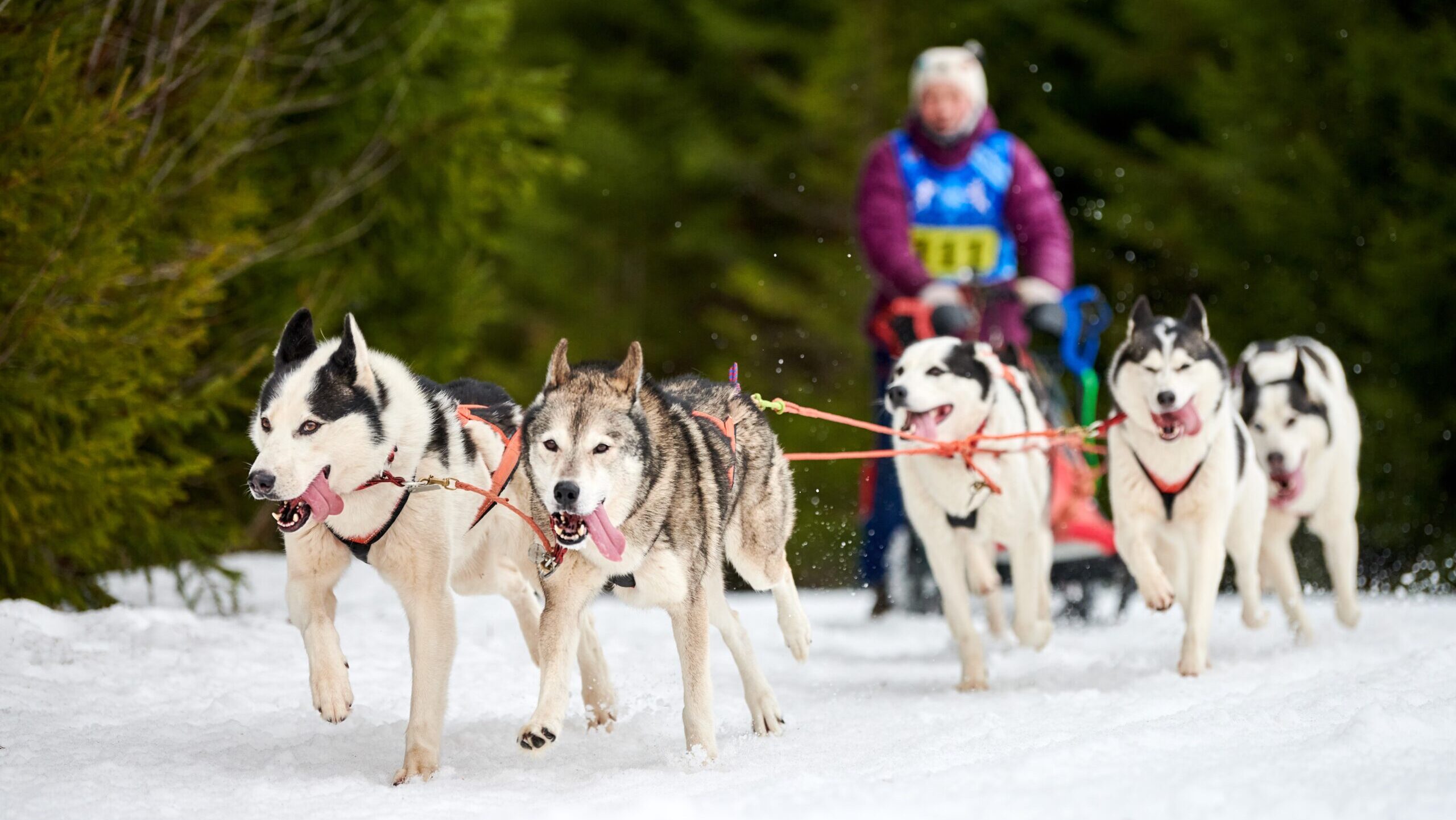 Les Courses internationales de chiens de traineaux de Maniwaki arrivent