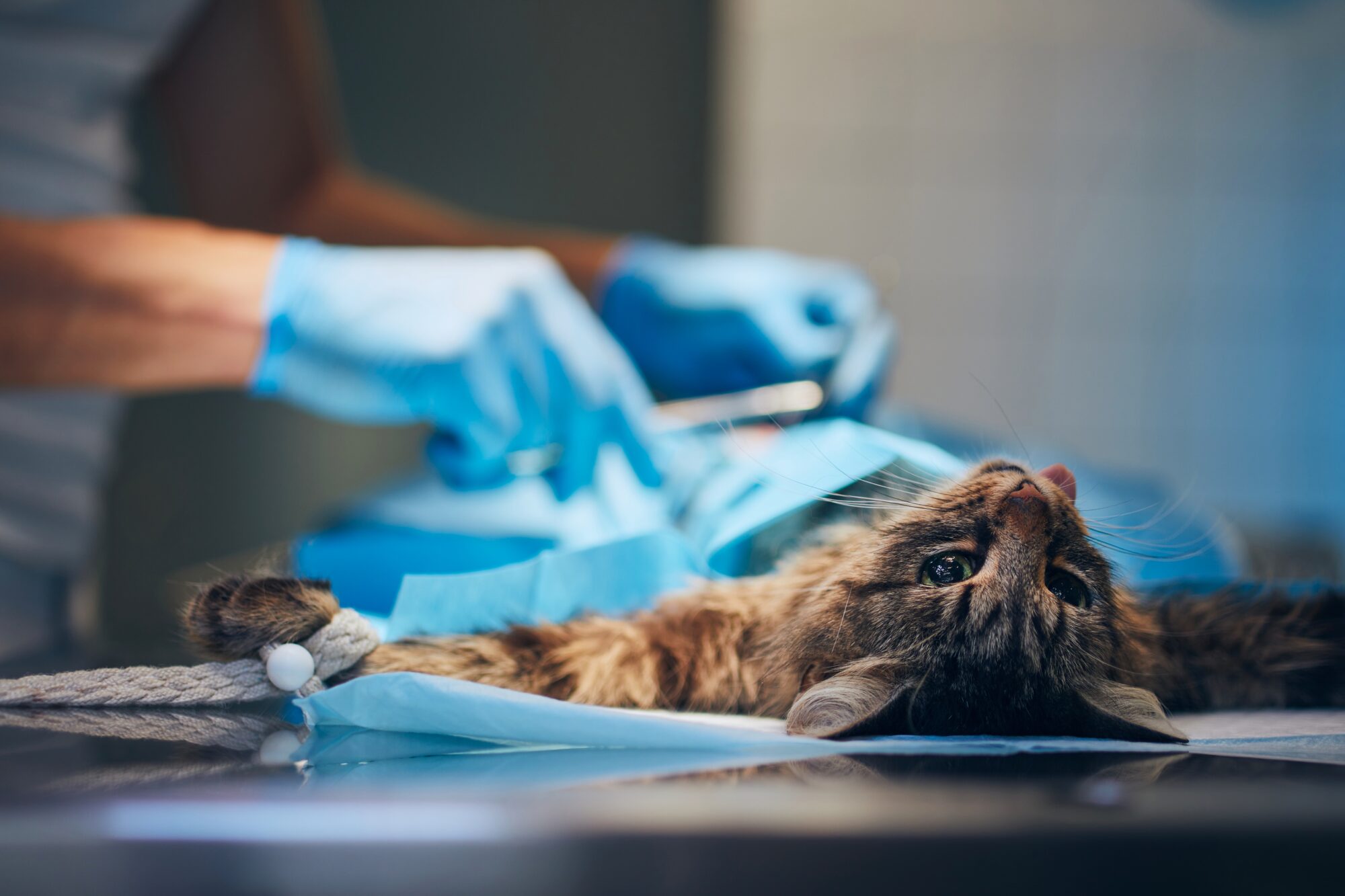 Vétérinaire Chat Chirurgie