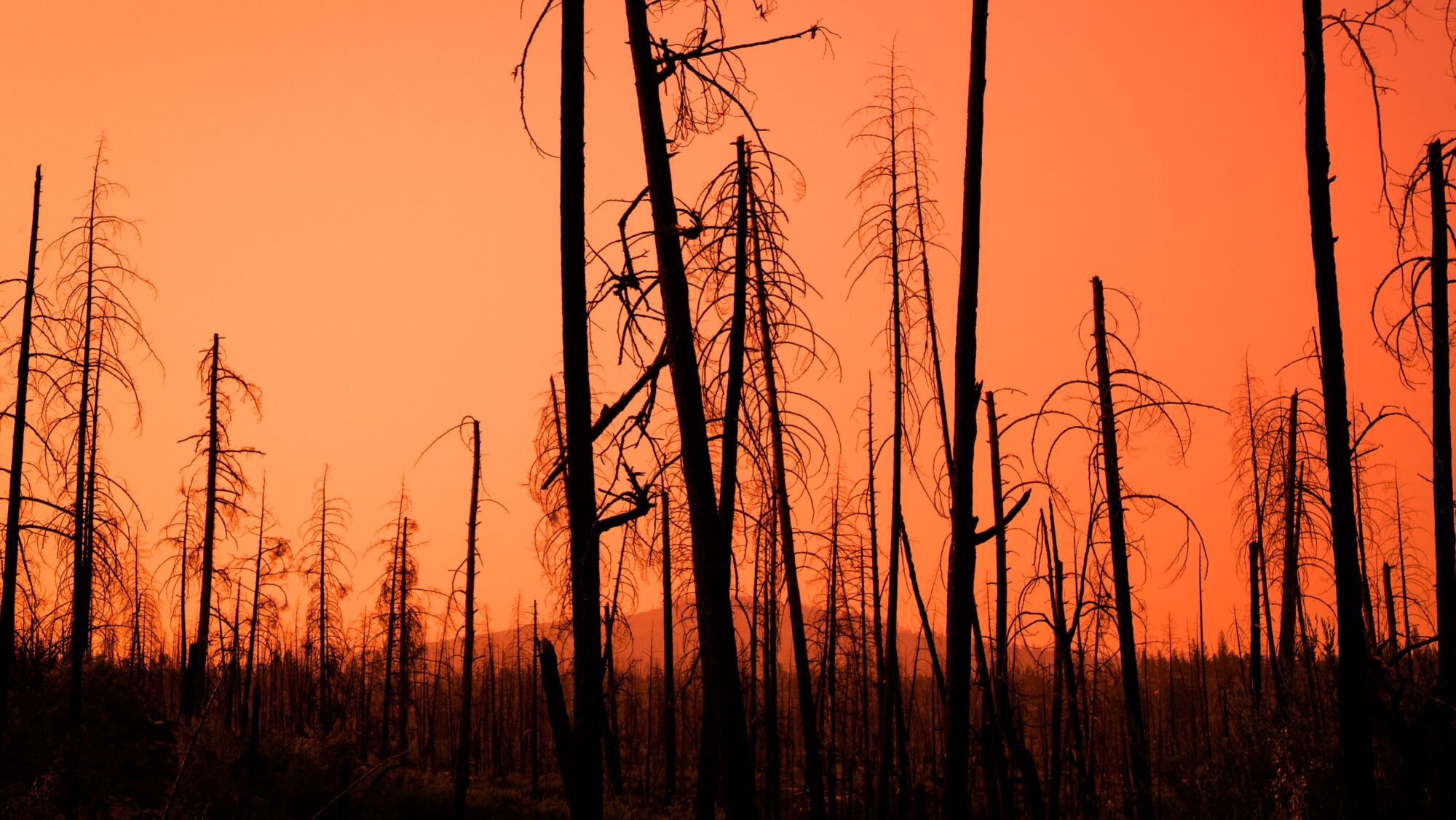 feux de forêt smog