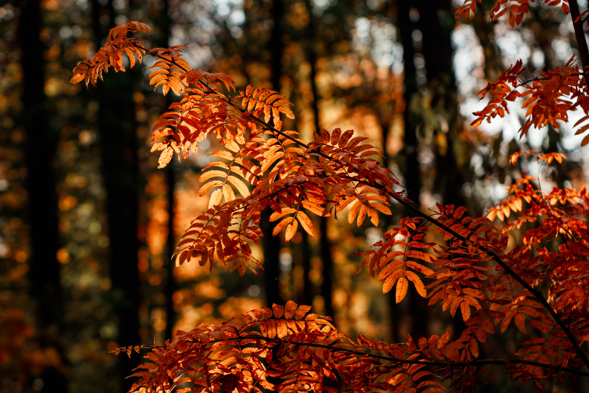 Tree in Autumn forest. Macro nature photography.