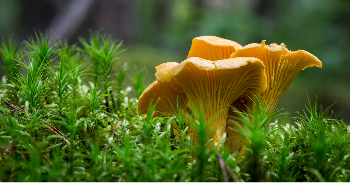 Champignons sauvages comestibles