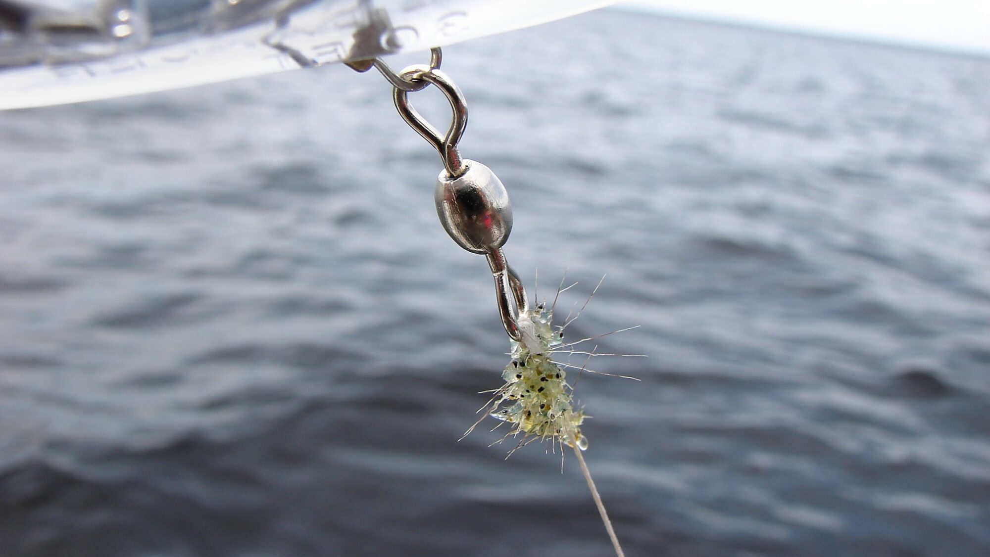 Spiny flea (Groupe CNW/Ministère des Forêts, de la Faune et des Parcs)
