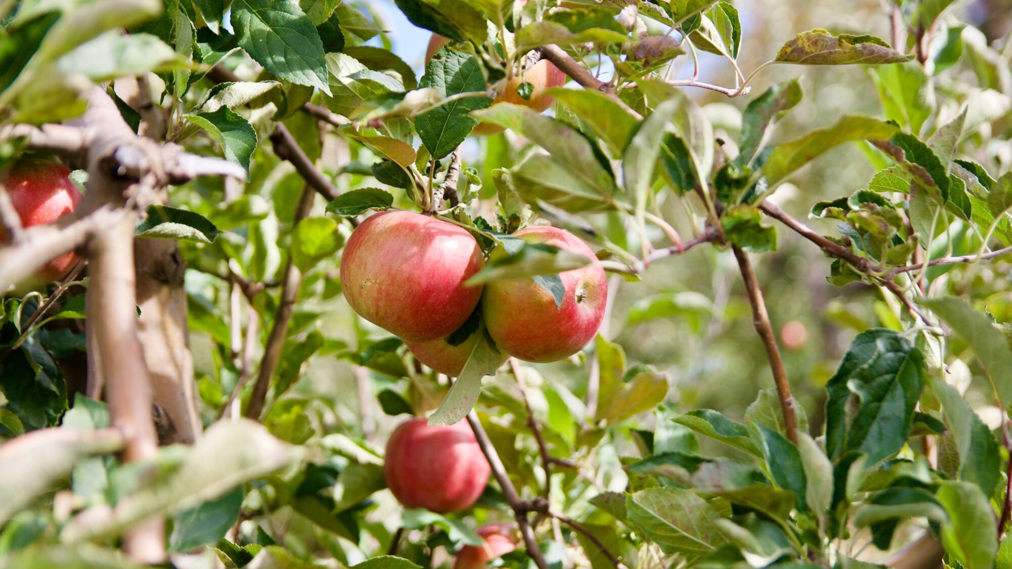 pomme 2