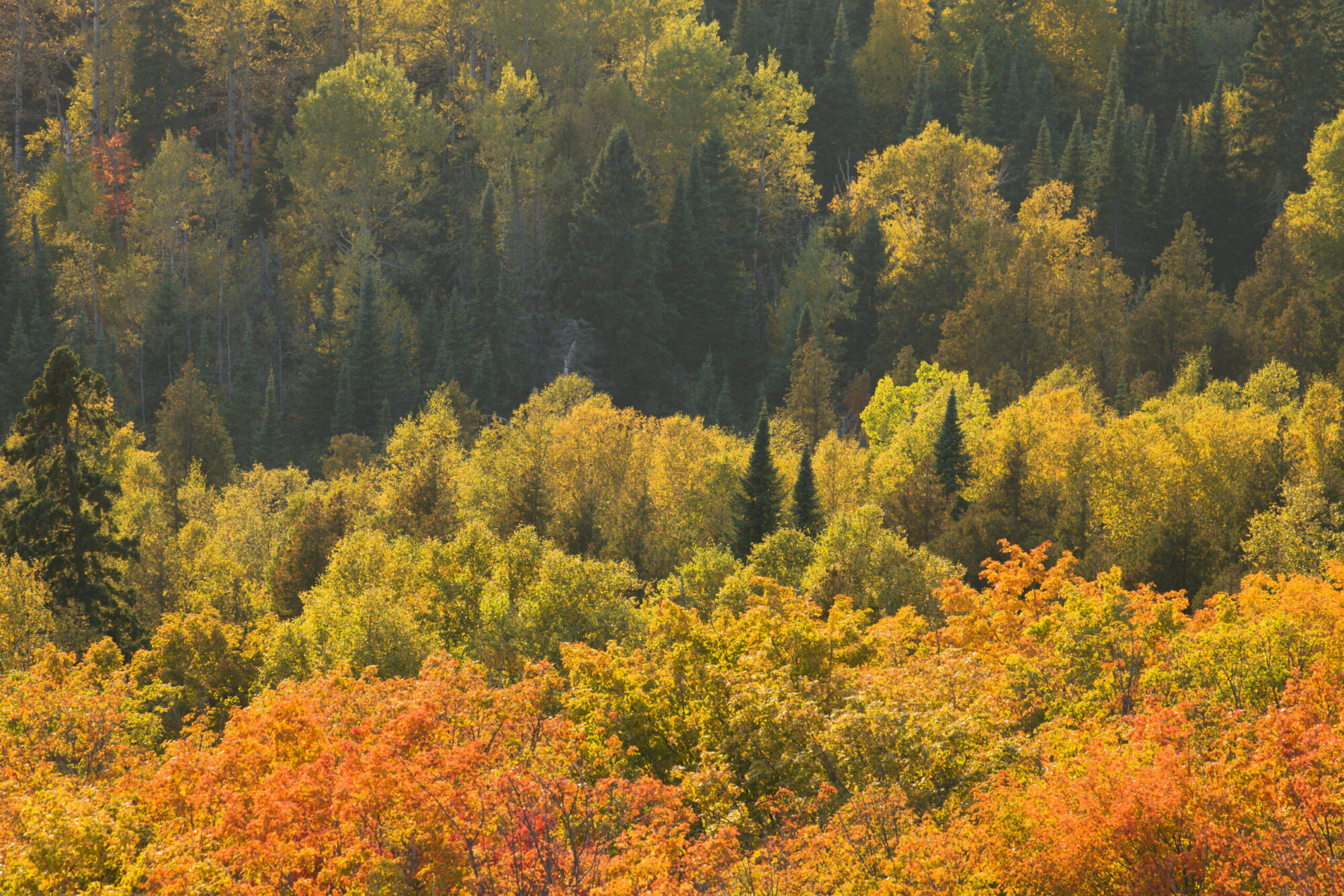 Autumn Aspens and Maple Viewed from Oberg Mountain in Northern M