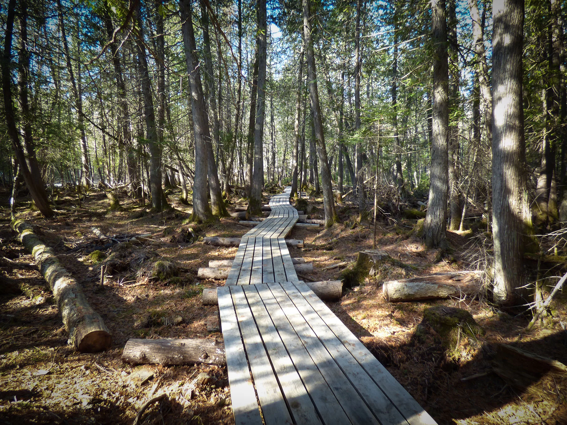 sentier en forêt avec passerelle de bois
