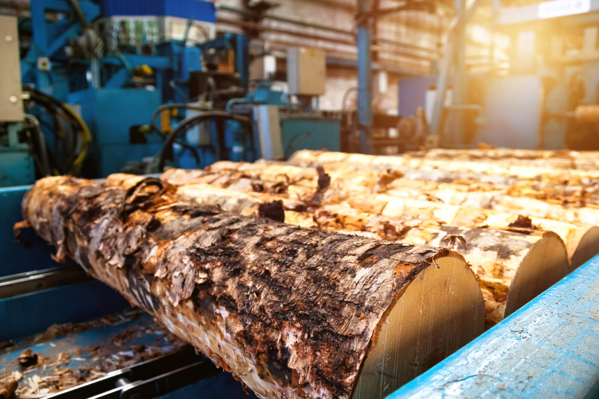 Des grumes sont posées sur un tapis roulant dans une usine .