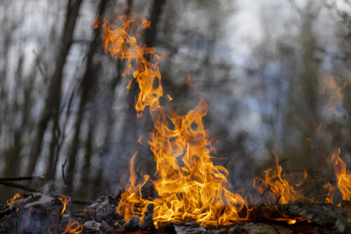Des flammes s'échappent du sol dans une forêt.