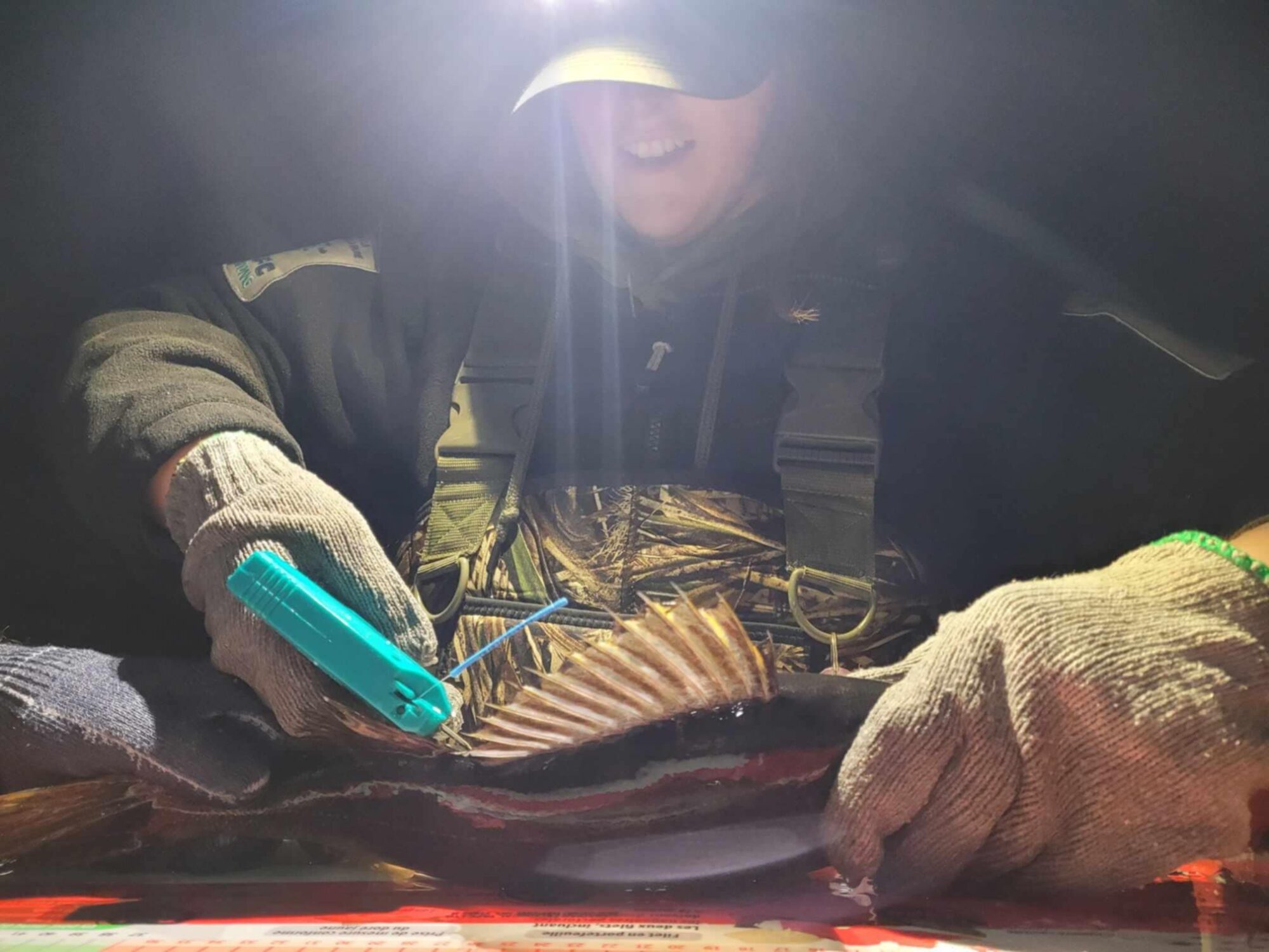 Une personne munie de gants installe une étiquette sur le dos d'un doré jaune.