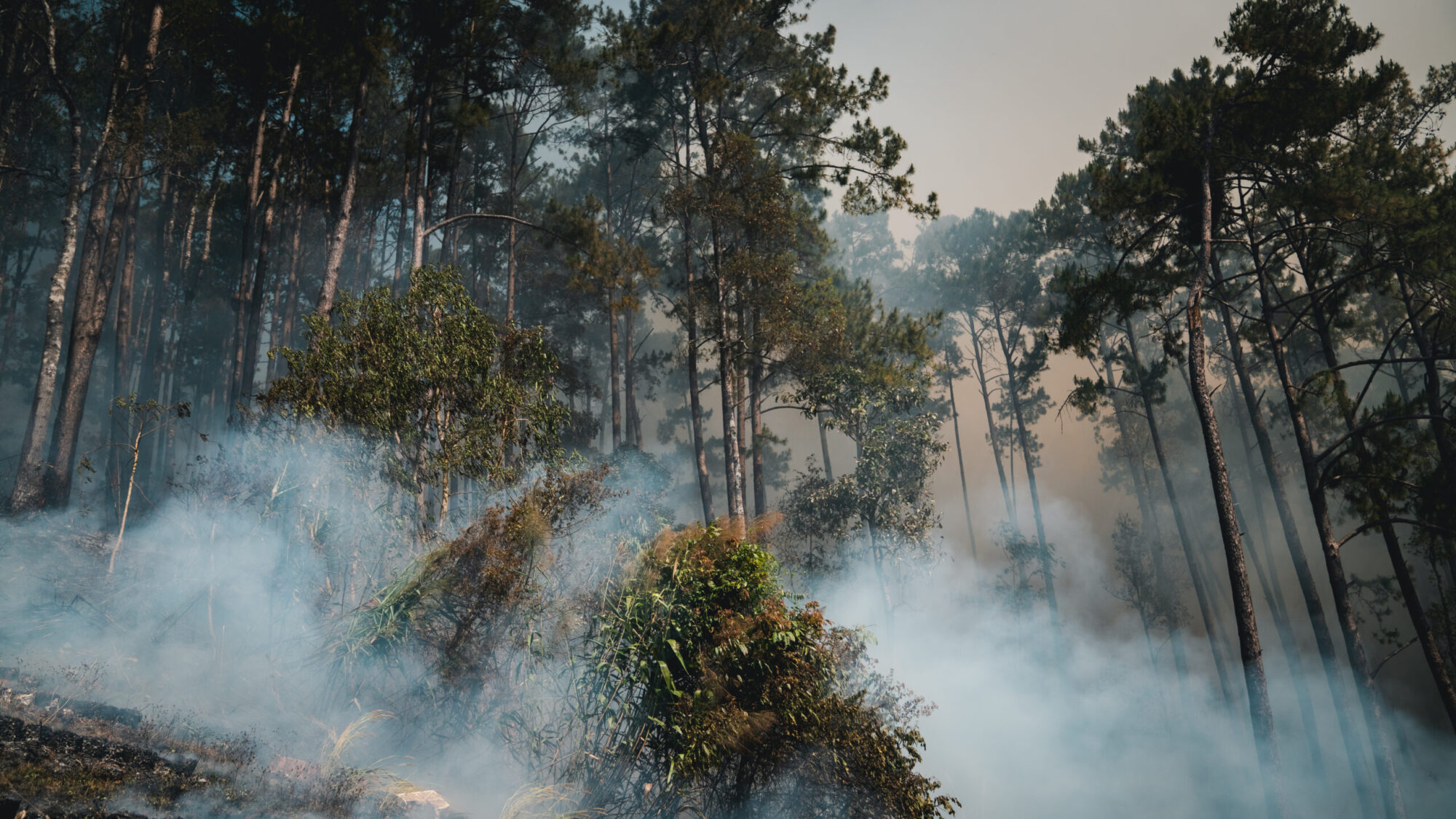 incendie de forêt avec confères, fumée et ciel opaque