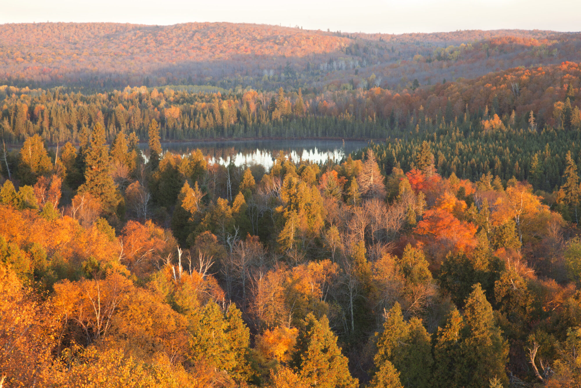 Une forêt en automne.