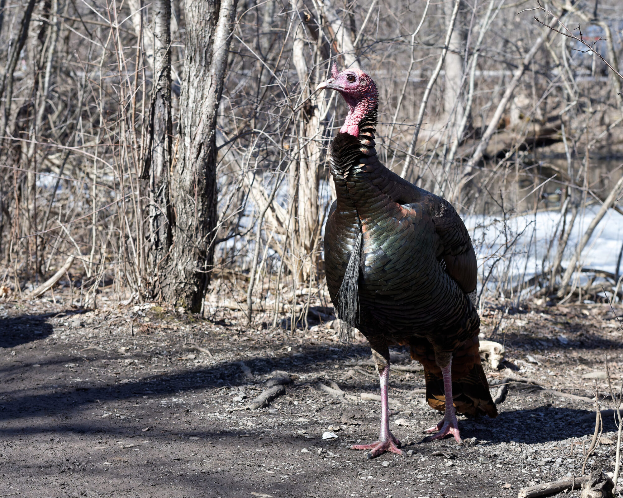 Un dindon sauvage dans un environnement forestier.