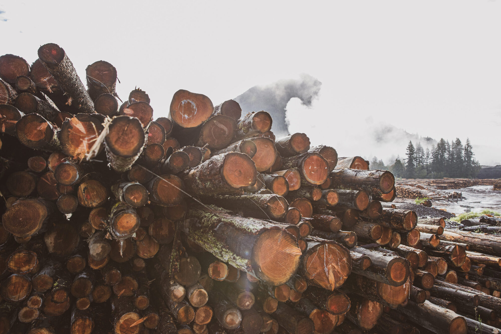A stack of cut trees lays wet in a pile at a lumber yard after b