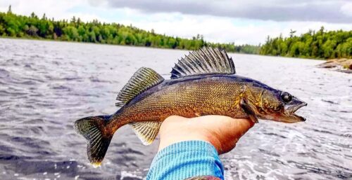 Un doré jaune tenu dans la main d'une personne sur un lac du Québec.