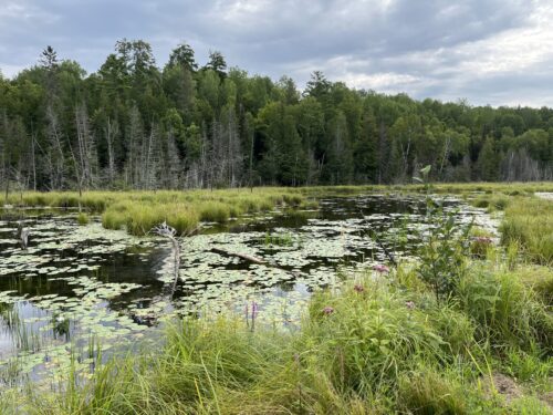 Un milieu humide au Québec, avec un étang et des plantes près d'une forêt.