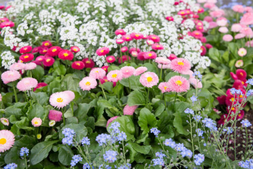Ensemble de différentes fleurs.