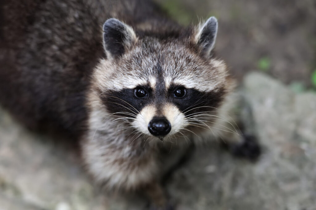Quebec Extends Transport Ban on Multiple Species to Fight Raccoon Rabies